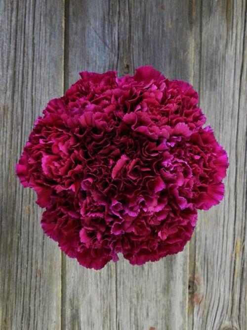 GOLEM PURPLE CARNATIONS